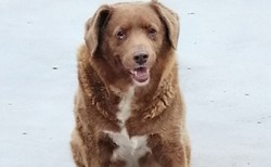 Jest psim milenialsem i właśnie pobił rekord Guinnessa