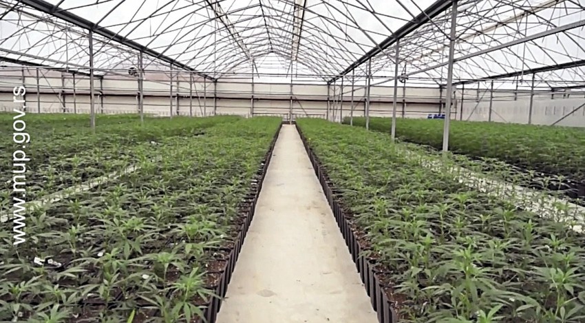 Marihuana, Jovanjica