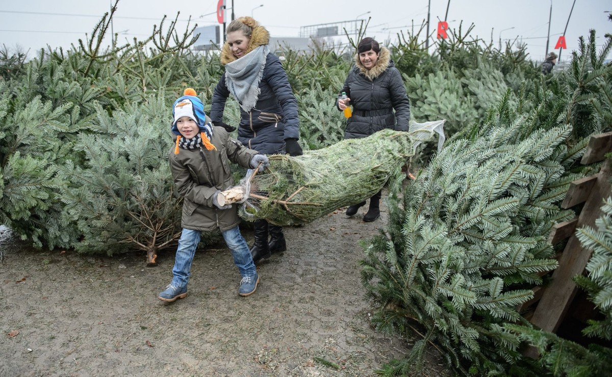 Sprzedaż choinek