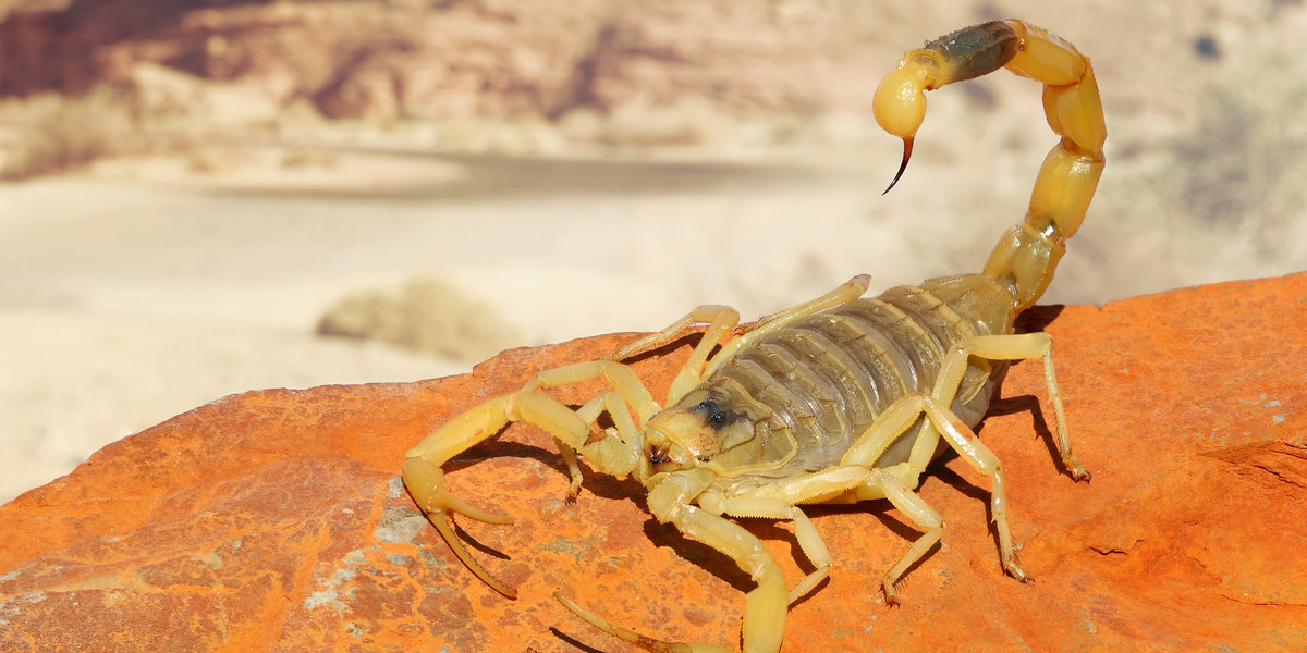 Jad pewnego skorpiona jest jedną z najdroższych substancji świata. Droższą niż złoto czy platyna