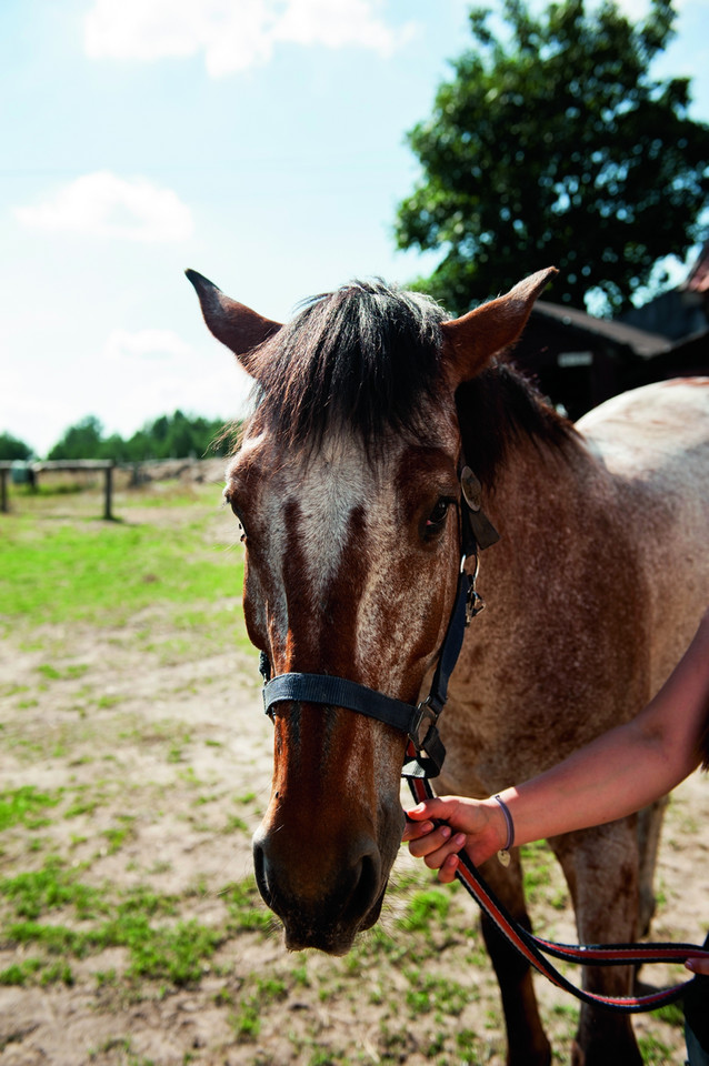 Galop na łące, kłus leśnymi przecinkami