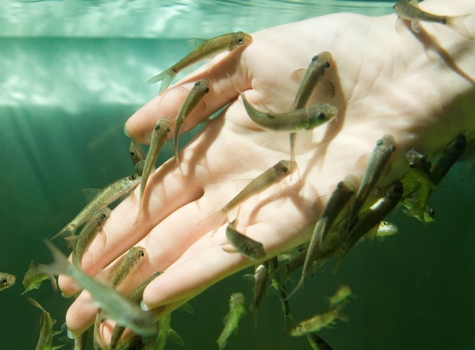 Garra Rufa do dzieła!