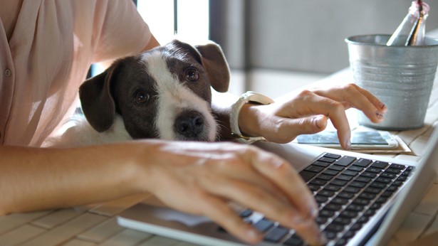 W internecie pojawia się coraz więcej ofert pracy