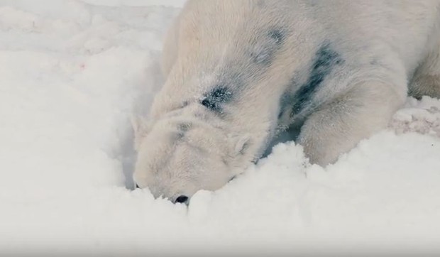 beli medved_foto Youtube kanal San Diego Zoo