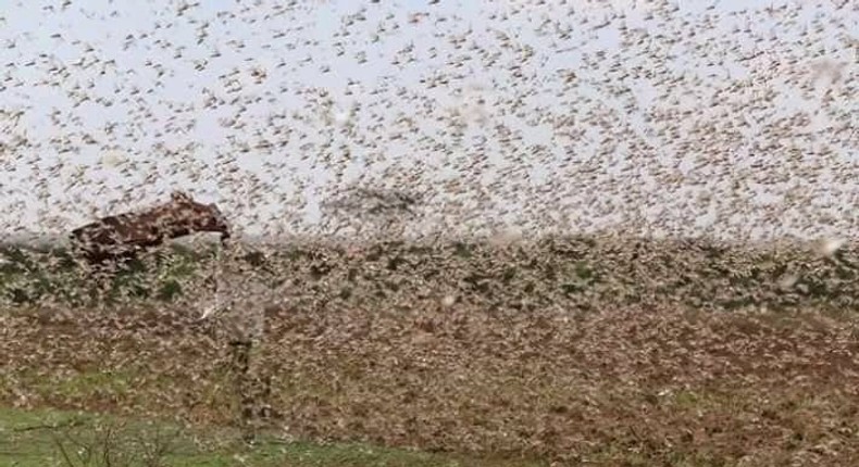 A swarm of locusts feared to have invaded part of Northern Kenya