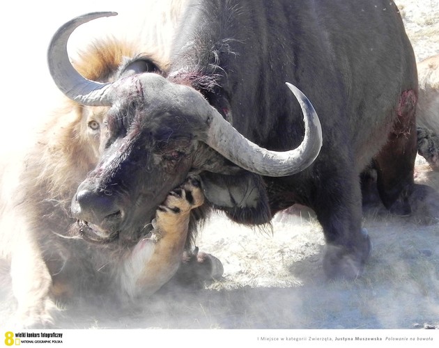 Kategoria zwierzęta - Justyna Muszewska  ,,Polowanie na bawoła’’. Zdjęcie powstało w Parku Narodowym Ngorongoro w Tanzanii. Przedstawia kulminacyjny moment walki, jaką trzy głodne lwy staczają  z potężnym bawołem. Najsilniejszy drapieżnik chwyta ofiarę za głowę i blokując jej rogi, pozbawia jedynej możliwości obrony. Finał tego aktu pozostawia świadków rozdartych między współczuciem dla ofiary a szacunkiem dla bezwzględnych praw natury.