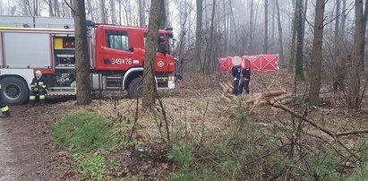 Horror w lesie pod Toruniem. 48-latek przygnieciony przez drzewo