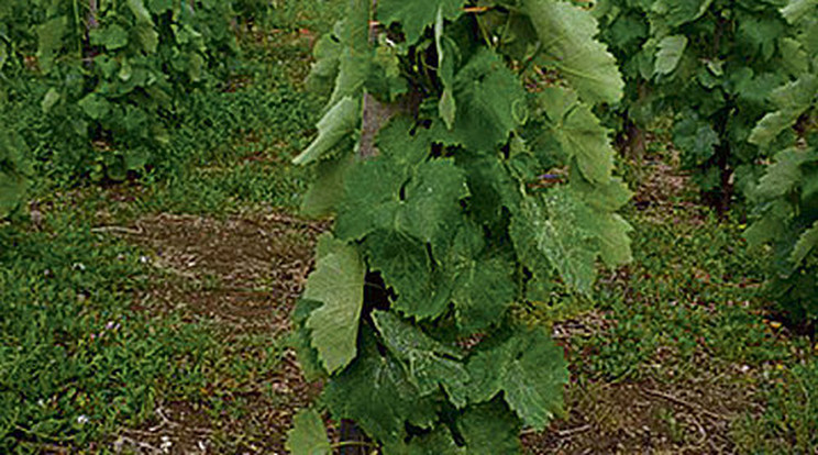 Furmint: a nagy fehér főnök