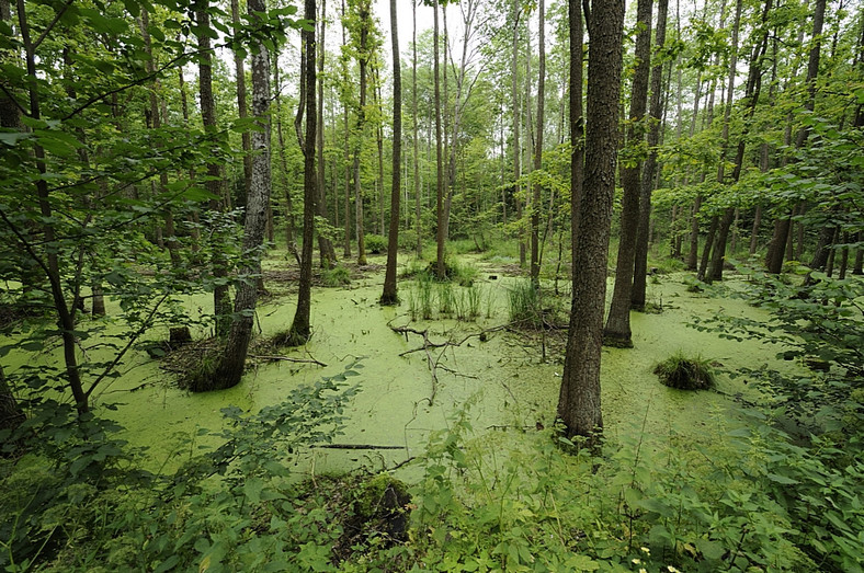 Puszcza Białowieska