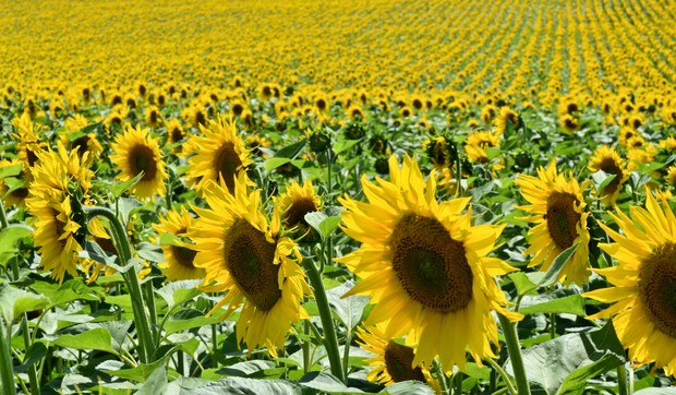 Suncokret