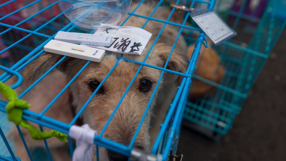 Pies wieziony na Festiwal psiego mięsa w Chinach