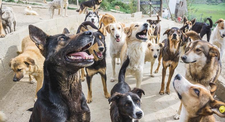 aide-internationale-maroc-sanctuaire-animaux