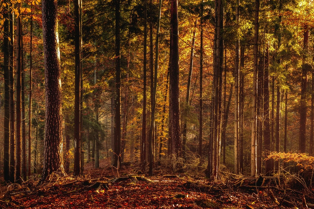 Kampinoski Park Narodowy