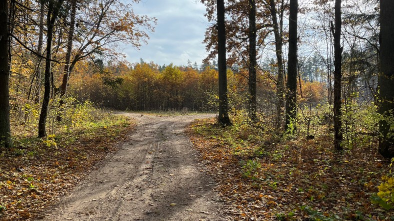 Rozwidlenie dróg przy leśniczówce. Na lewo Wilcza Jama, na prawo Niemczyn