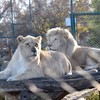 Lavovi zoo vrt