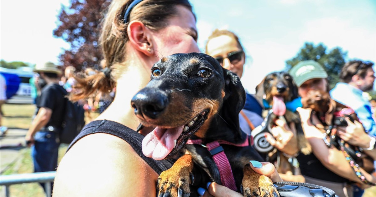 Jamniki opanują Kraków! interesujące ile razem mają długości...