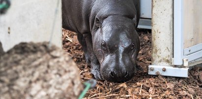 Walentynki hipopotamów. ZOO w Łodzi zaprasza na randkę