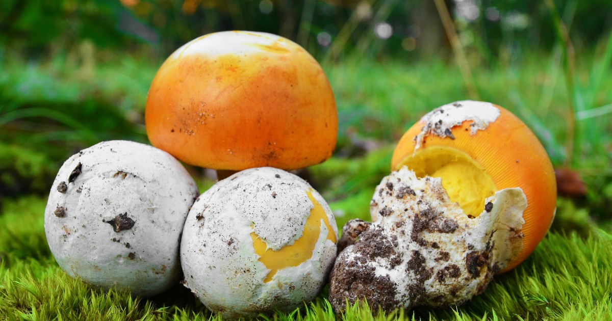 Polak znalazł niesamowitego grzyba. "Marzyłem o tym od lat"