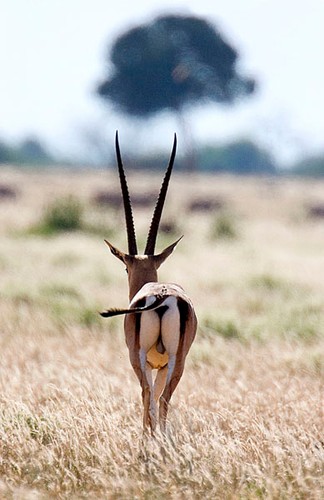 W rezerwacie Masajów niedaleko Naroku gazele starają się unikać kontaktu z ludźmi, niezależnie od przynależności plemiennej