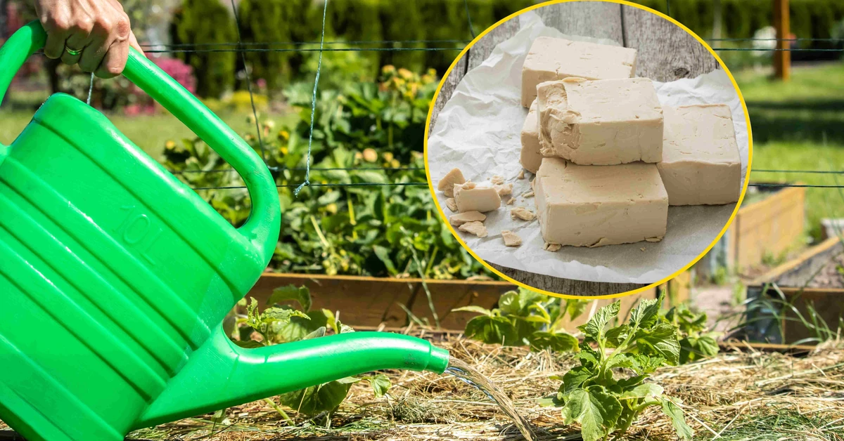 Jakie rośliny podlewać drożdżami? Jak zrobić nawóz z drożdży i jak często podlewać nim rośliny?