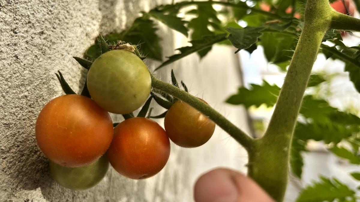 Csak egy dolgot öntöttem a földjére és bőven terem a paradicsomot az erkélyen