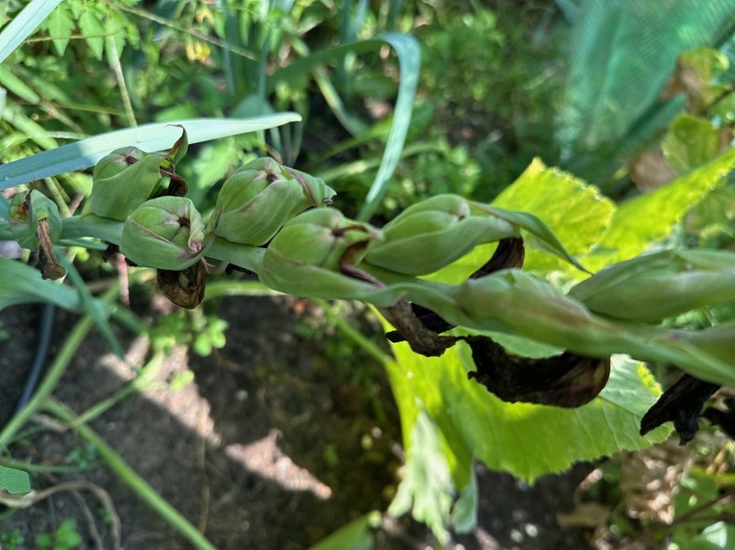 zawiązane nasiona mieczyków