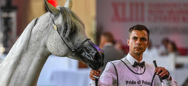 Aukcja Pride of Poland zakończona. Ile zarobiono na sprzedaży koni?