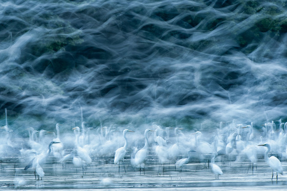 wyróżnienie w kategorii Przyroda: Réka Zsimon - Flying Egrets (pol. Czaple w locie).