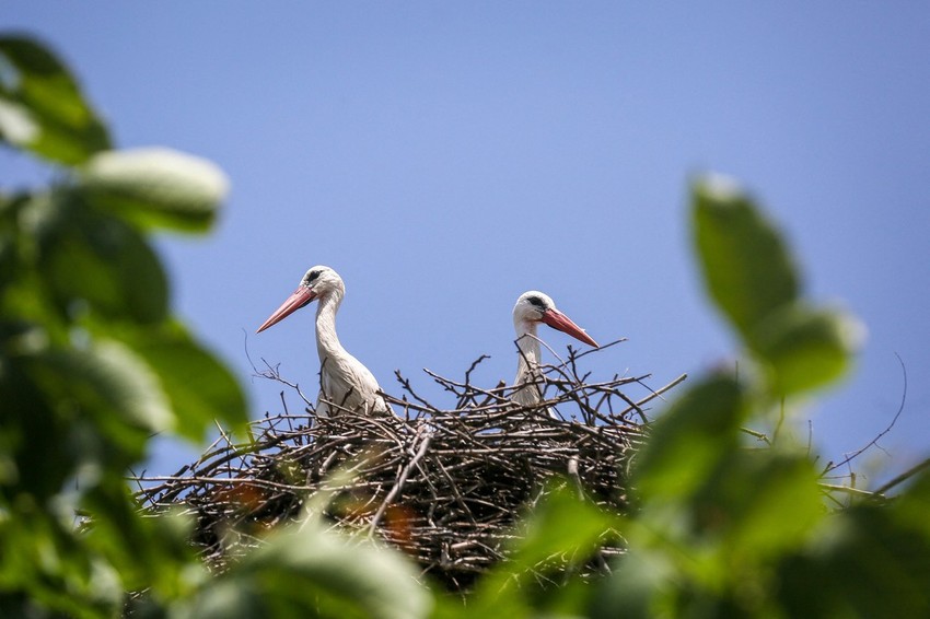 Po broju dece Кukujevci su postali jedno od vodećih mesta u Srbiji