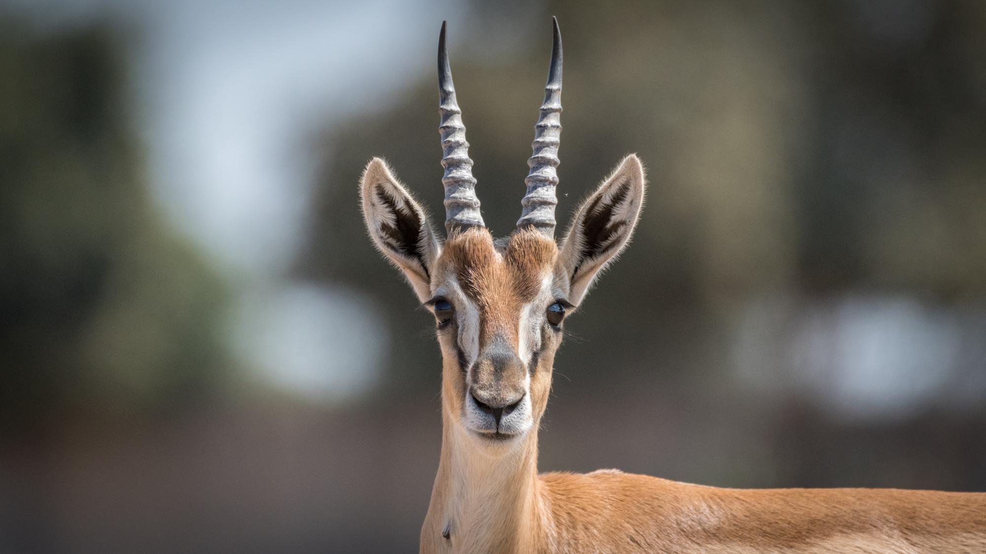 V Izraeli bola videná gazela so šiestimi nohami.