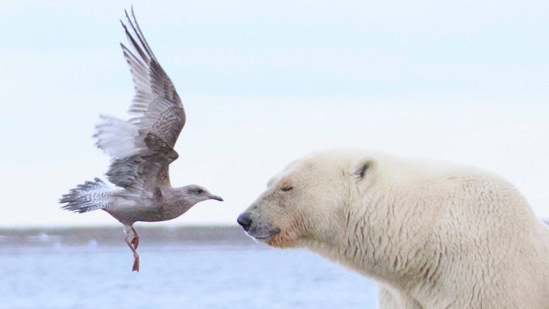 Gledamo fotografije ugroženih životinja i ne možemo da zadržimo suze