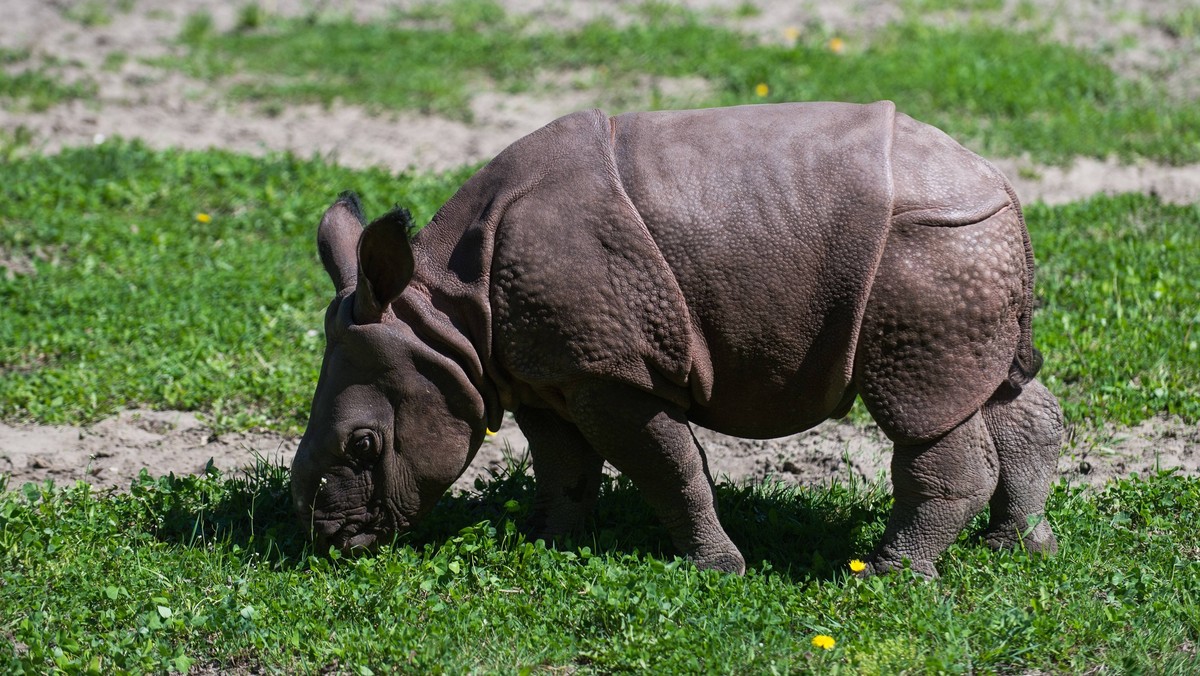 Yang, młody nosorożec, urodzony w warszawskim zoo