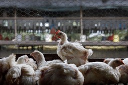 Minister rolnictwa dla DGP: Embarga na polski drób na pewno nie będzie. „Byli u nas kontrolerzy z Brukseli”