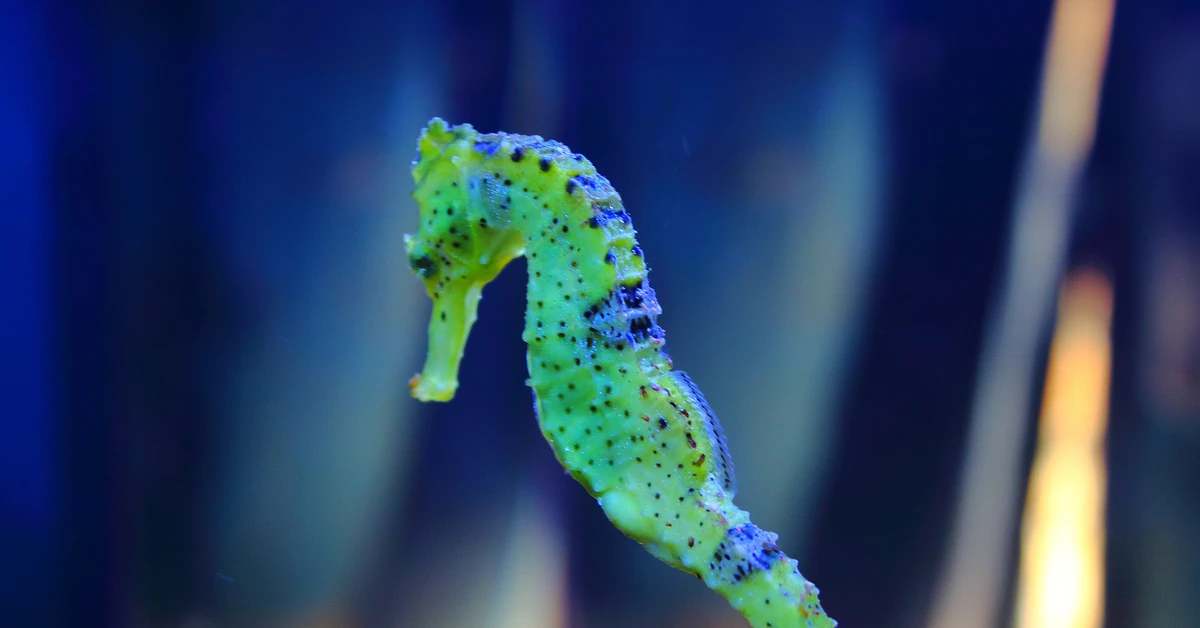 Naprawdę trudny QUIZ z biologii. Pytania jak na maturze. Zdobędziesz co najmniej 6/15?