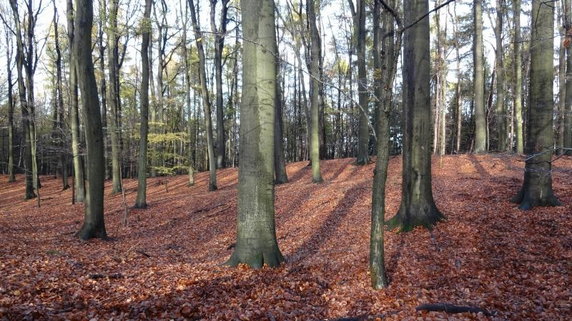 Las z Polski na liście światowego dziedzictwa UNESCO!