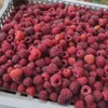 Maline