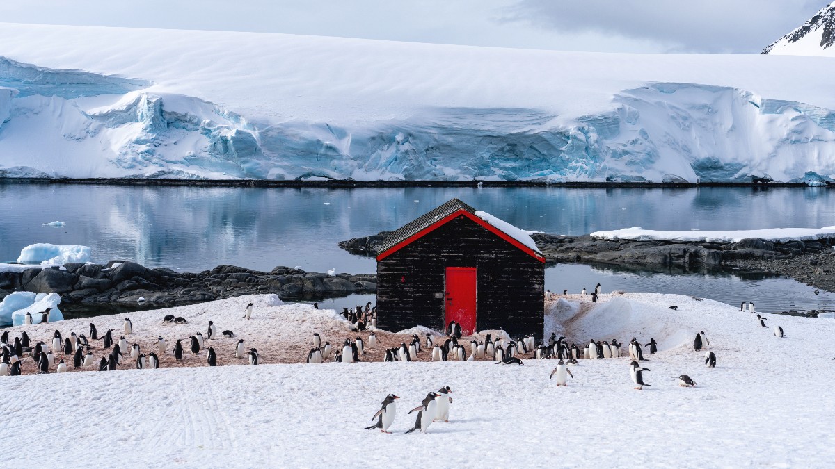 Salariu de 2.500 de euro pe lună, cu masa și cazarea asigurate, ca să numeri pinguini în Antarctica