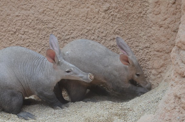 ZOO Wrocław Afrykarium Afryka zwierzęta oceanarium