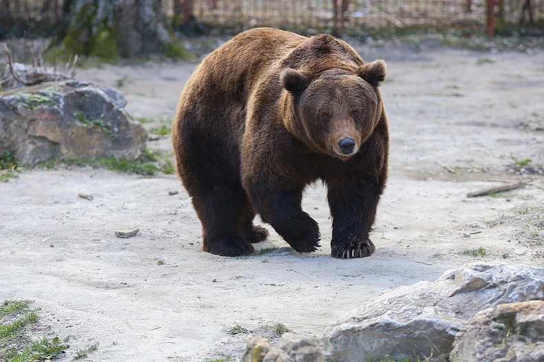 Medeni najavljuje proleće