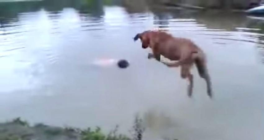 Pas je, čim je video da se njegov vlasnik ne pomera, uskočio u vodu