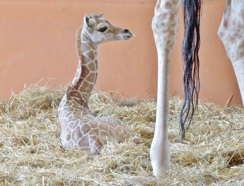 Chorzów. Narodziny żyrafki w Śląskim Ogrodzie Zoologicznym 