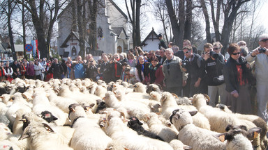 Owce wyszły na hale. Sezon na oscypka rozpoczęty