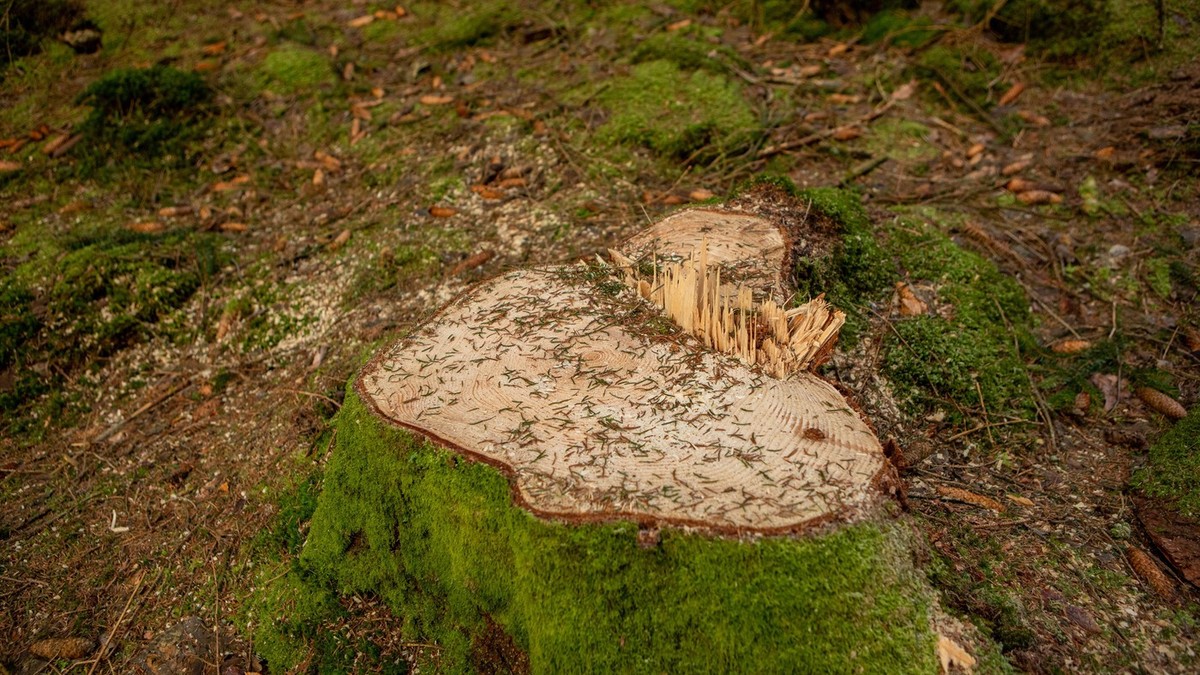 Ovako ćete bez muke da uklonite panj iz dvorišta: Proverena metoda koju koriste iskusni vrtlari Kép
