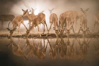 Te zwierzęta zawarły nietypowy sojusz. Chodzi nie tylko o higienę