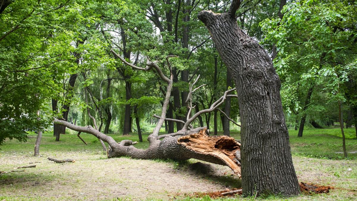 Drzewo spadło na maskę samochodu. Halny przybiera na sile