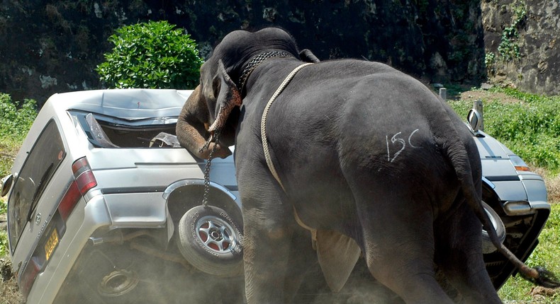 An elephant destroys a minibus after throwing its rider and going on a rampage during Sri Lanka's sixth annual elephant polo tournament in Galle.