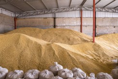 Afera zbożowa. Miażdżący RAPORT NIK o działaniach rządu. 'Spóźnione i nieskuteczne'