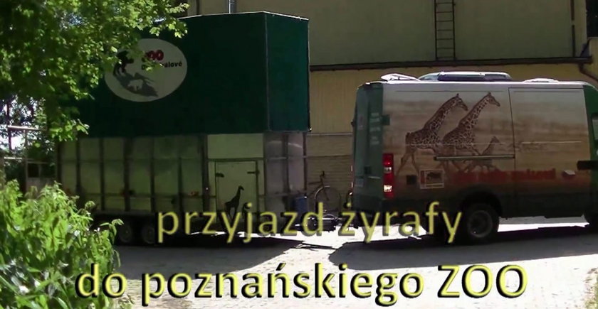 Do zoo przyjechała żyrafa