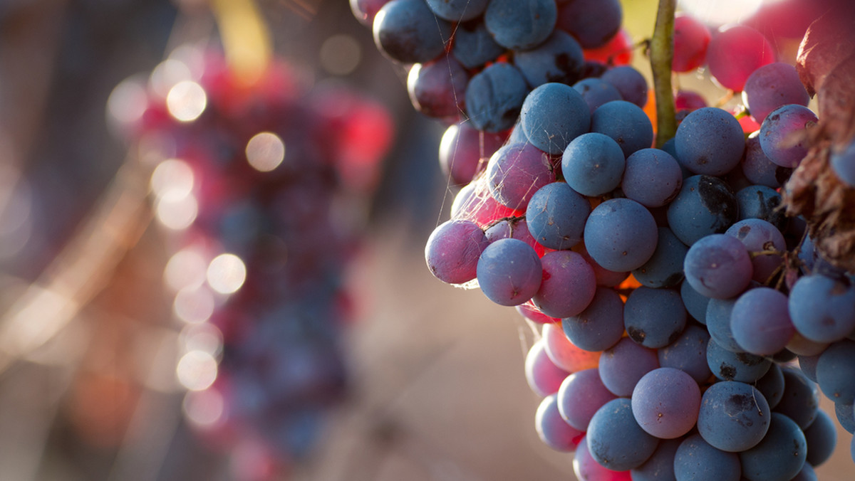 Pierwsze spośród 150 winnic na Podkarpaciu rozpoczęły już winobranie. - Potrwa co najmniej do połowy października. W tym roku zapowiadają się dobre zbiory – powiedziała prezes Fundacji "Galicja Vitis" Ewa Wawro.