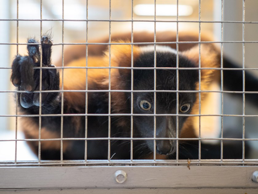 Skłócone stado lemurów dostało rezydencję na zgodę